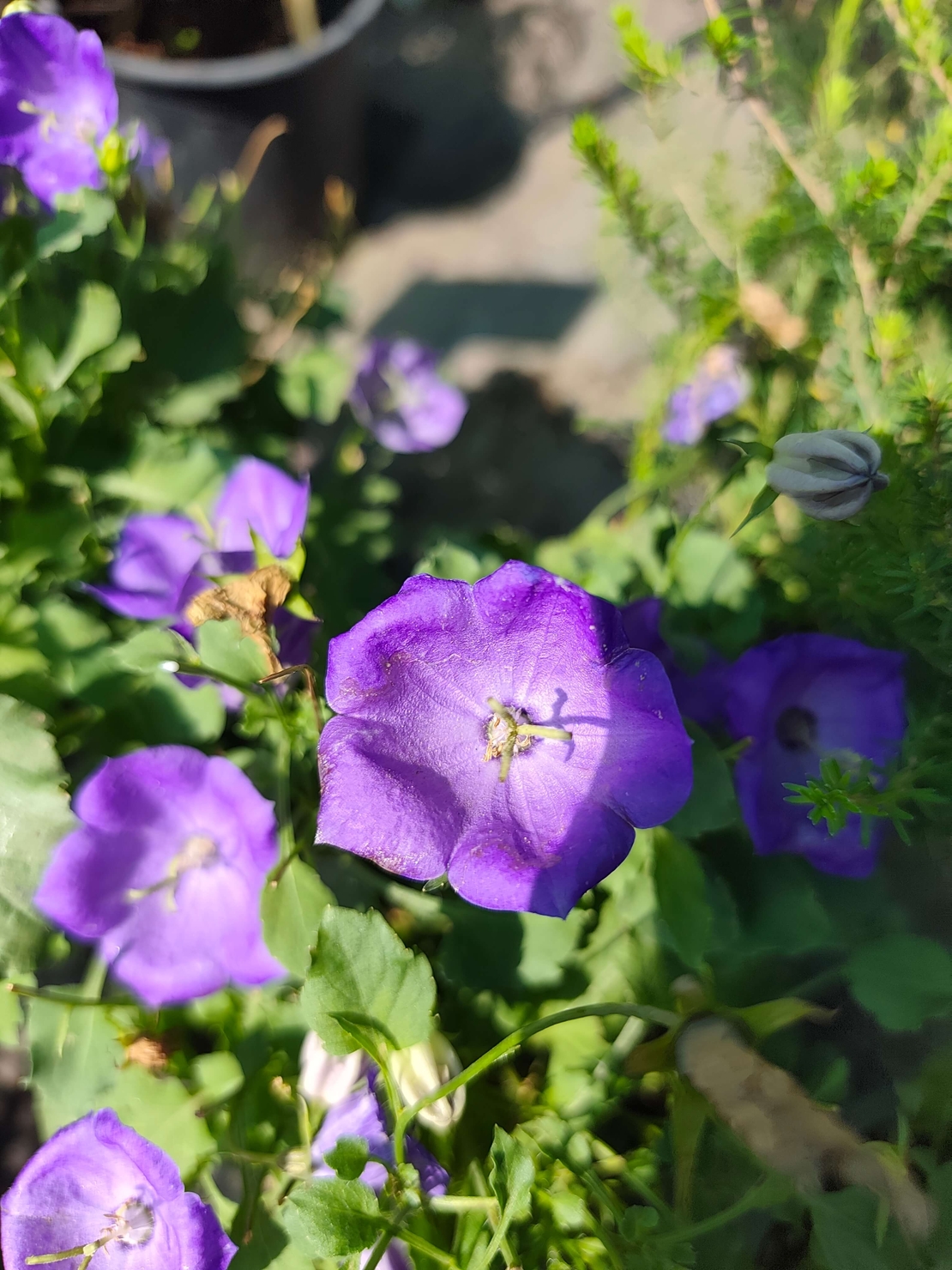Campanula (Камбанка)