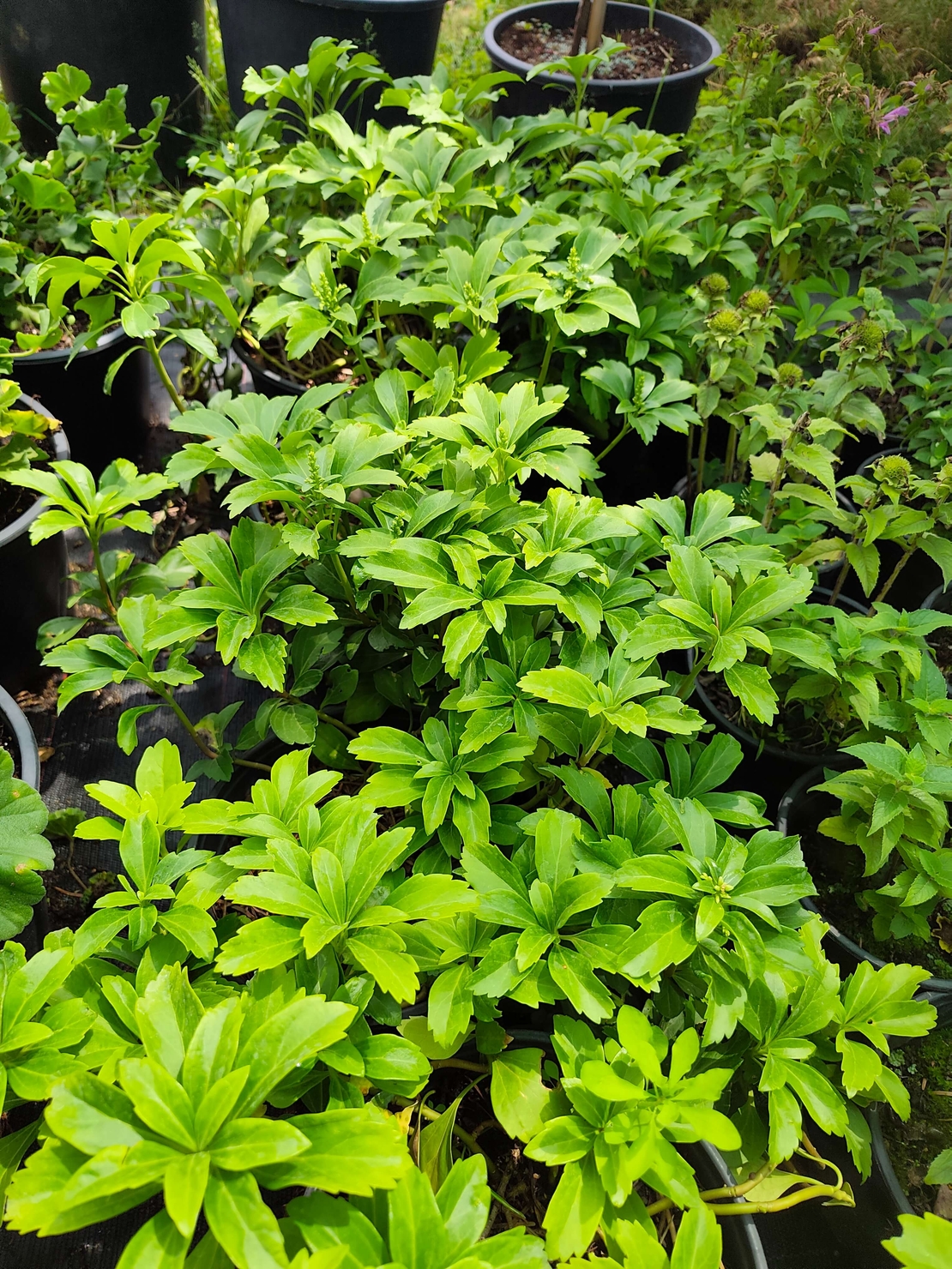 Pachysandra terminalis (Пахисандра)