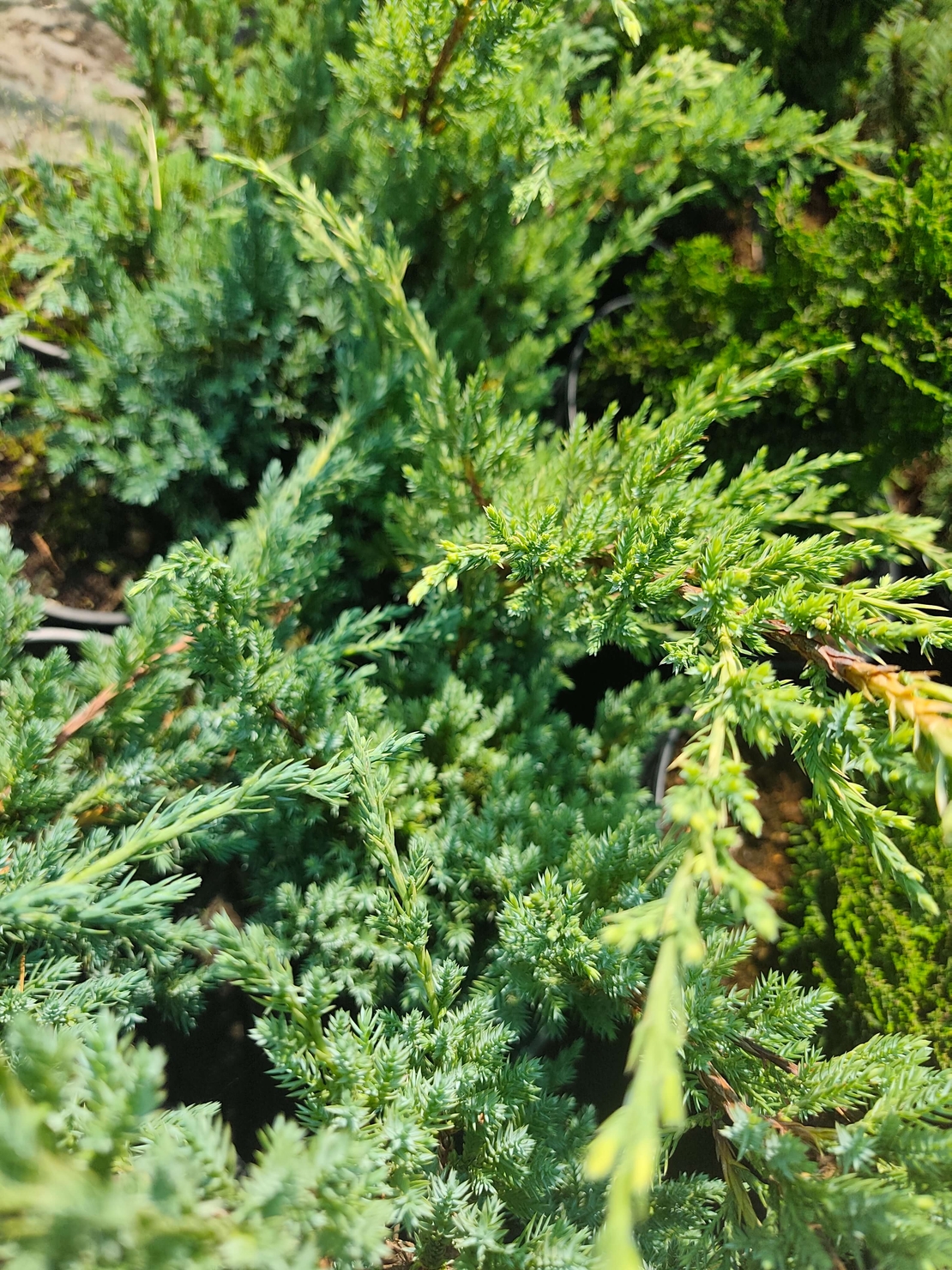 Juniperus squamata Blue Carpet