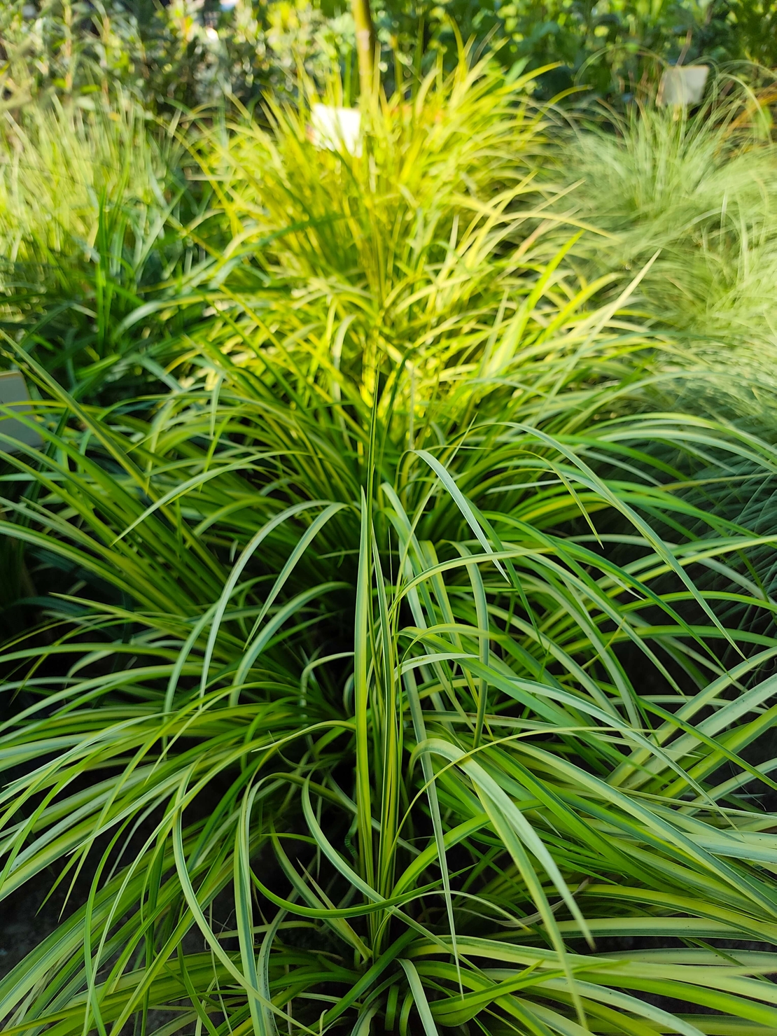Acorus gramineus ‘Ogon’