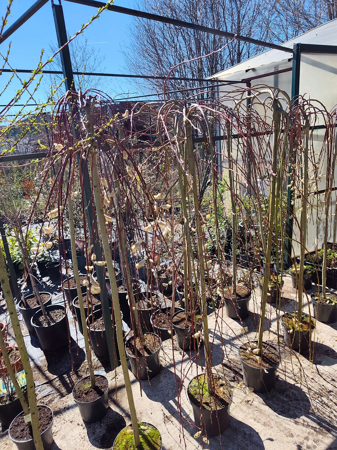 Salix caprea Kilmarnock