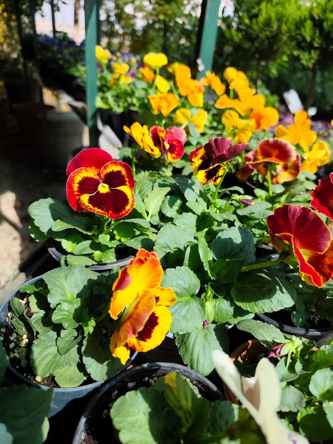 Viola × wittrockiana (Градинска теменужка)