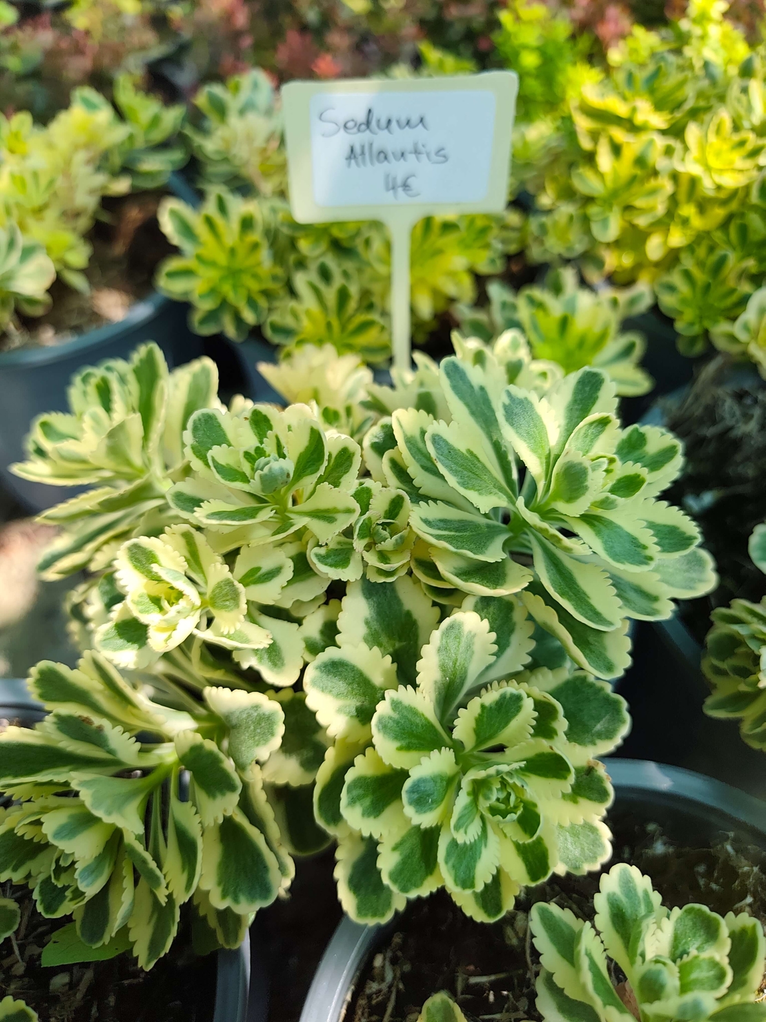 Sedum takesimense 'Atlantis'