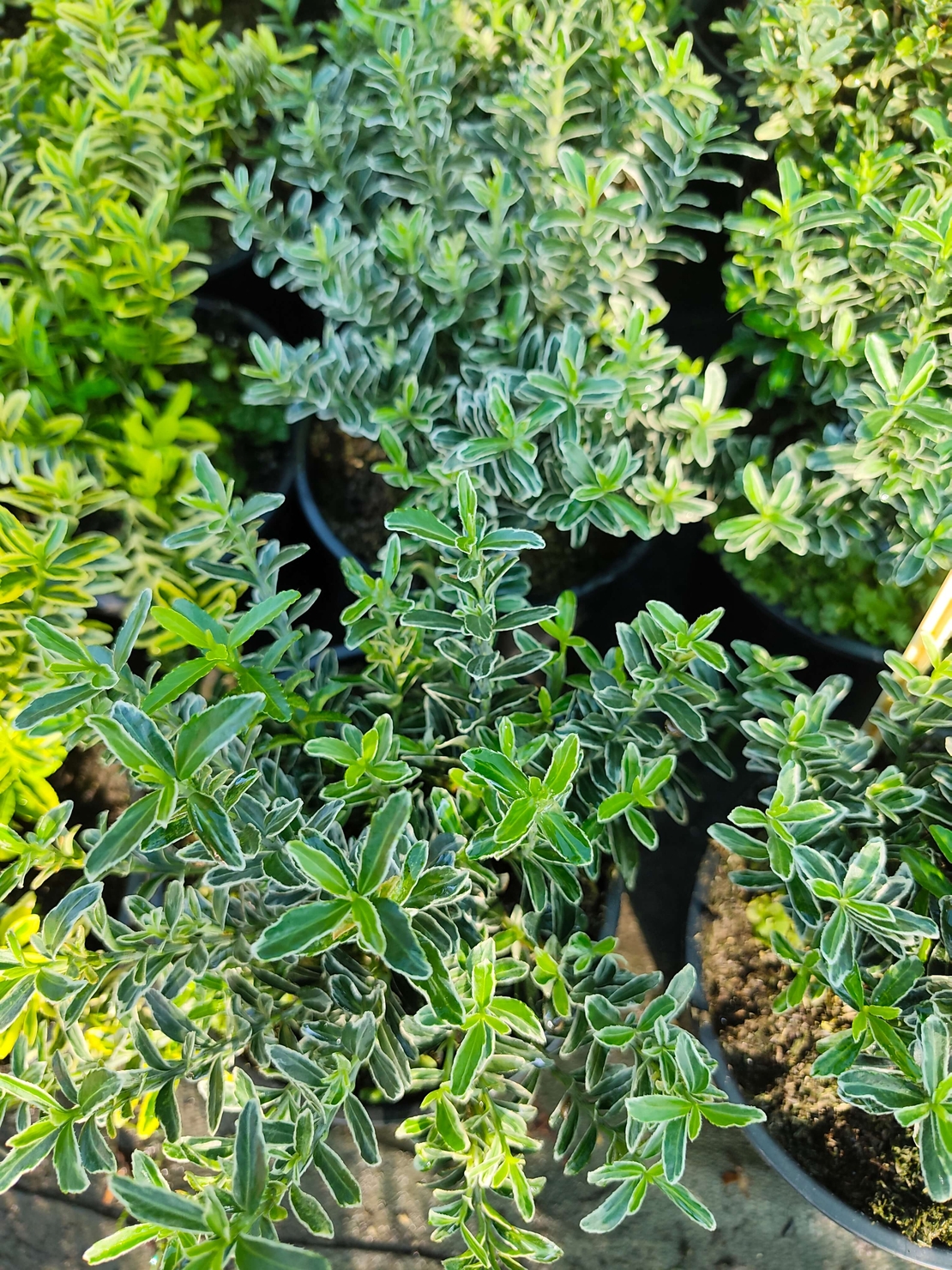 Euonymus japonicus ‘Microphyllus Albovariegatus’ (Дребнолистен бяло-пъстър японски чашкодрян)