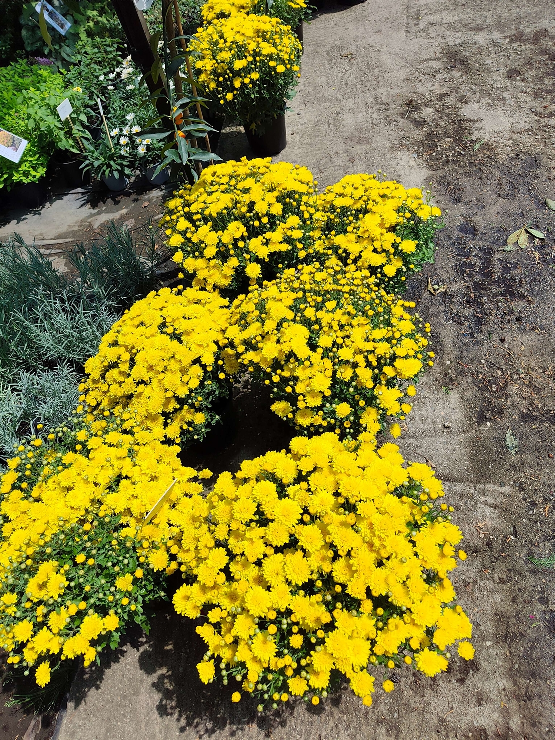 Chrysanthemum × morifolium (Градинска хризантема)