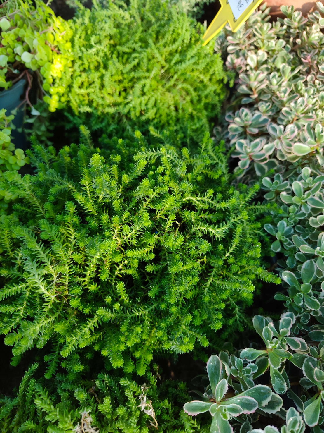 Sedum acre 'Aureum' (Златист седум)