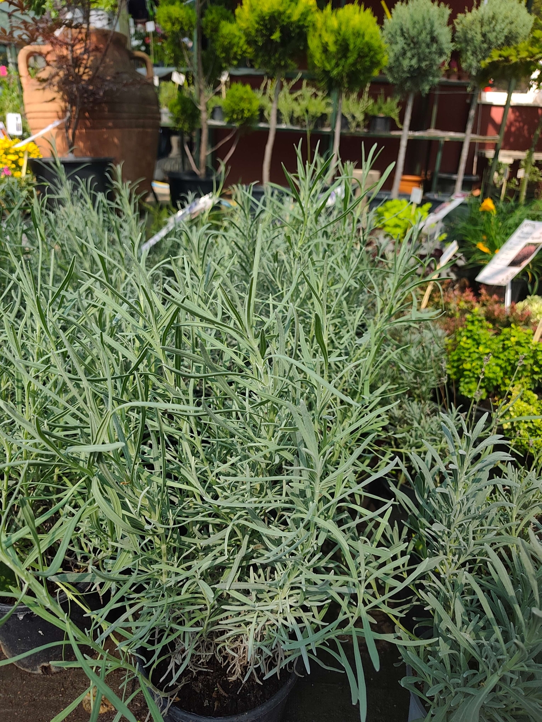 Lavandula ( лилава )