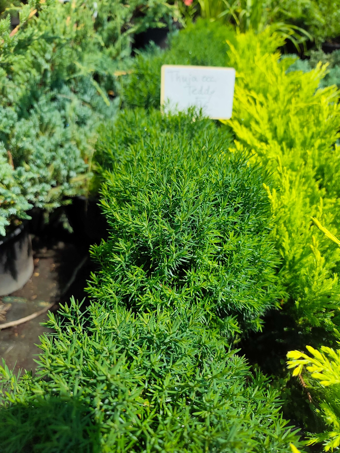 Thuja occidentalis 'Teddy'
