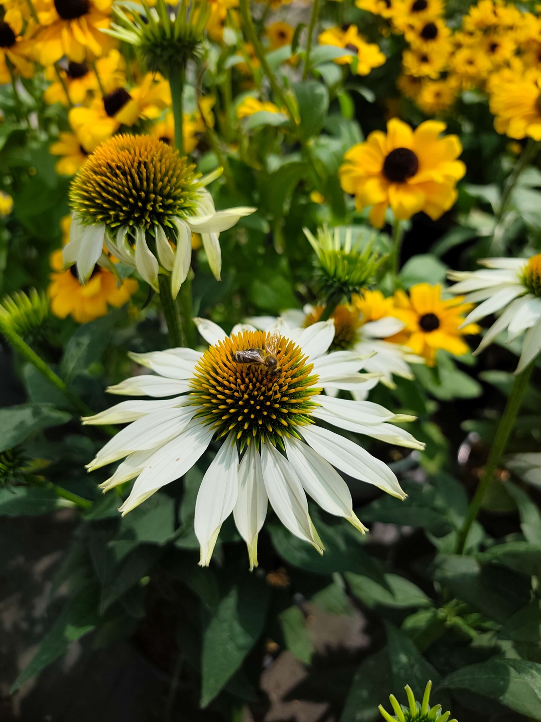 Echinacea purpurea (Ехинацея)