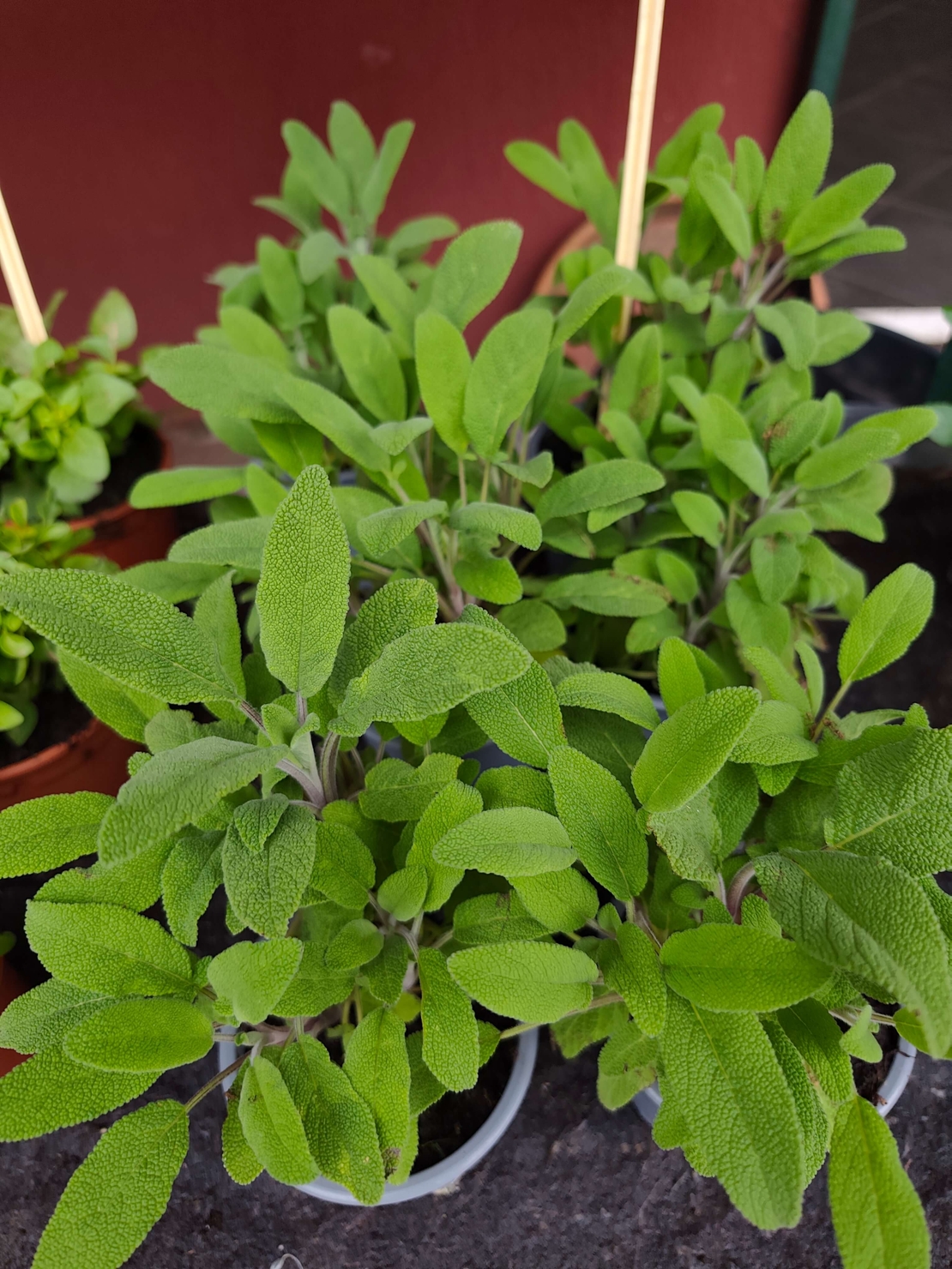 Salvia Officinalis