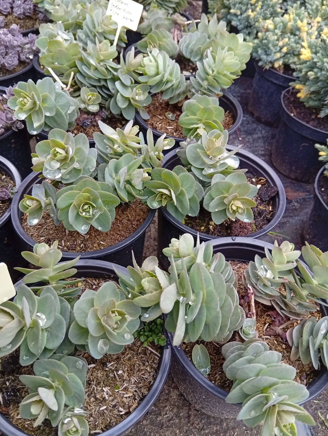 Sedum Seduction Rose