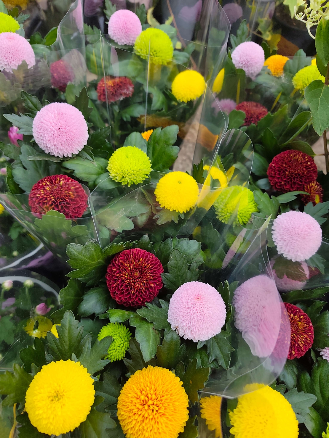 Chrysanthemum × morifolium – Pompon Group (Топчеста хризантема)