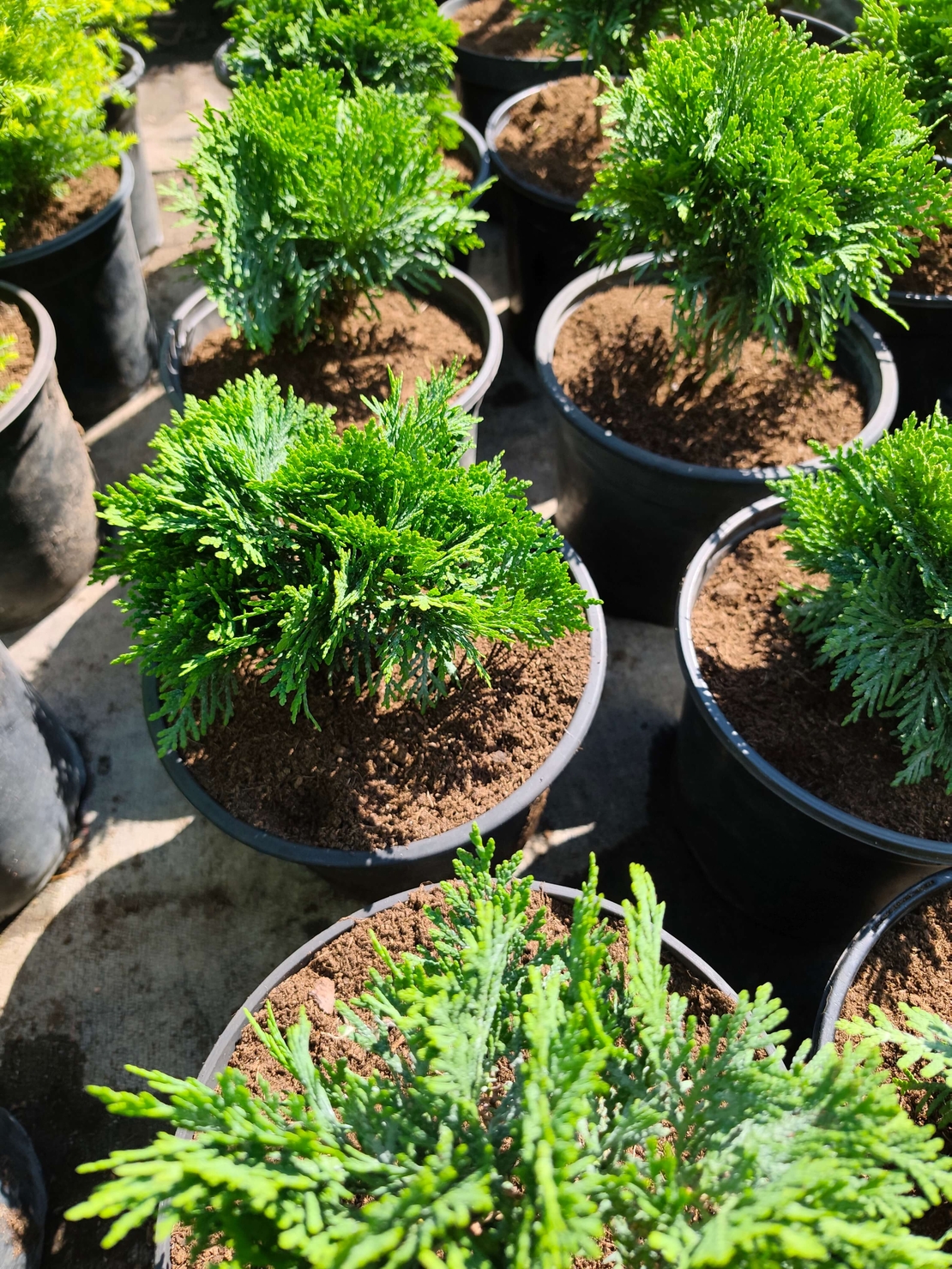 Thuja occidentalis ‘Danica’ (Туя Даника)