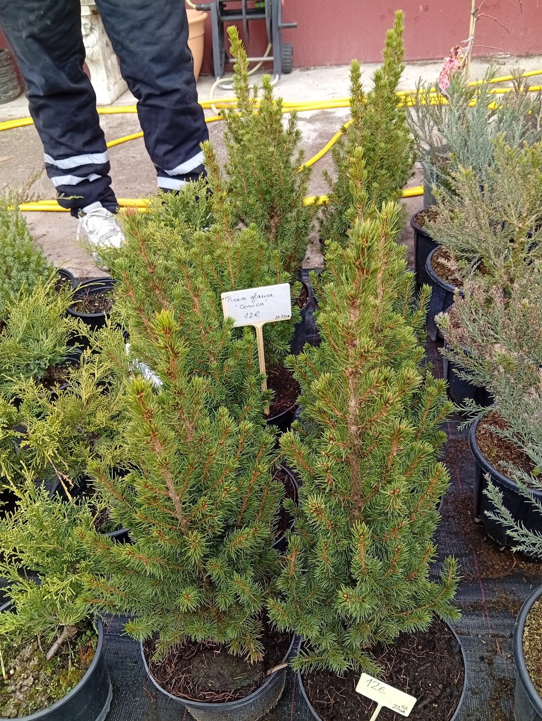 Picea glauca Conica