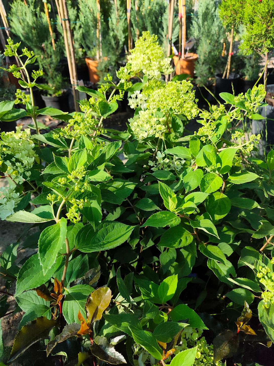 Hydrangea paniculata ‘Candlelight’