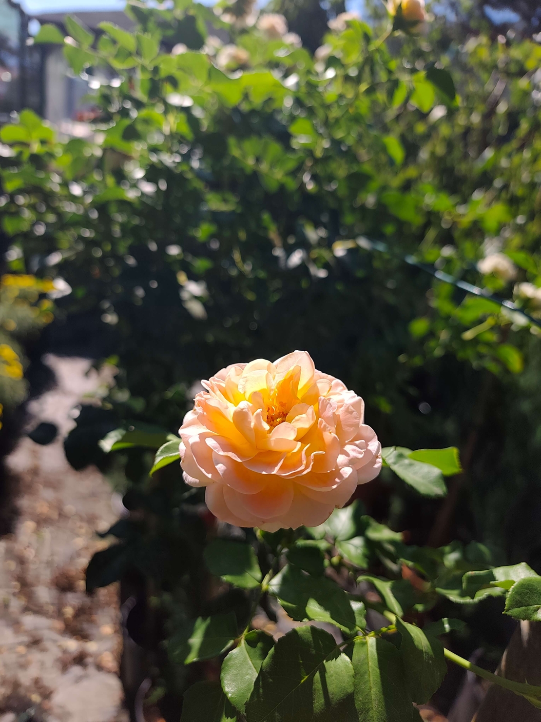 Rosa spp. – щамбова роза (Роза на присадка)