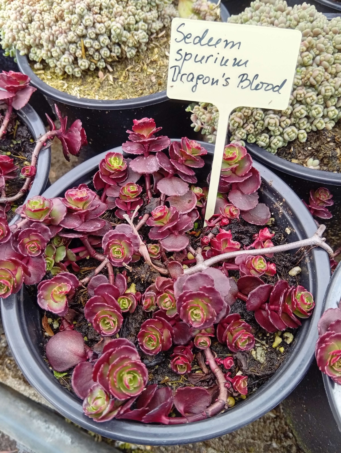 Sedum spurium Dragon's blood