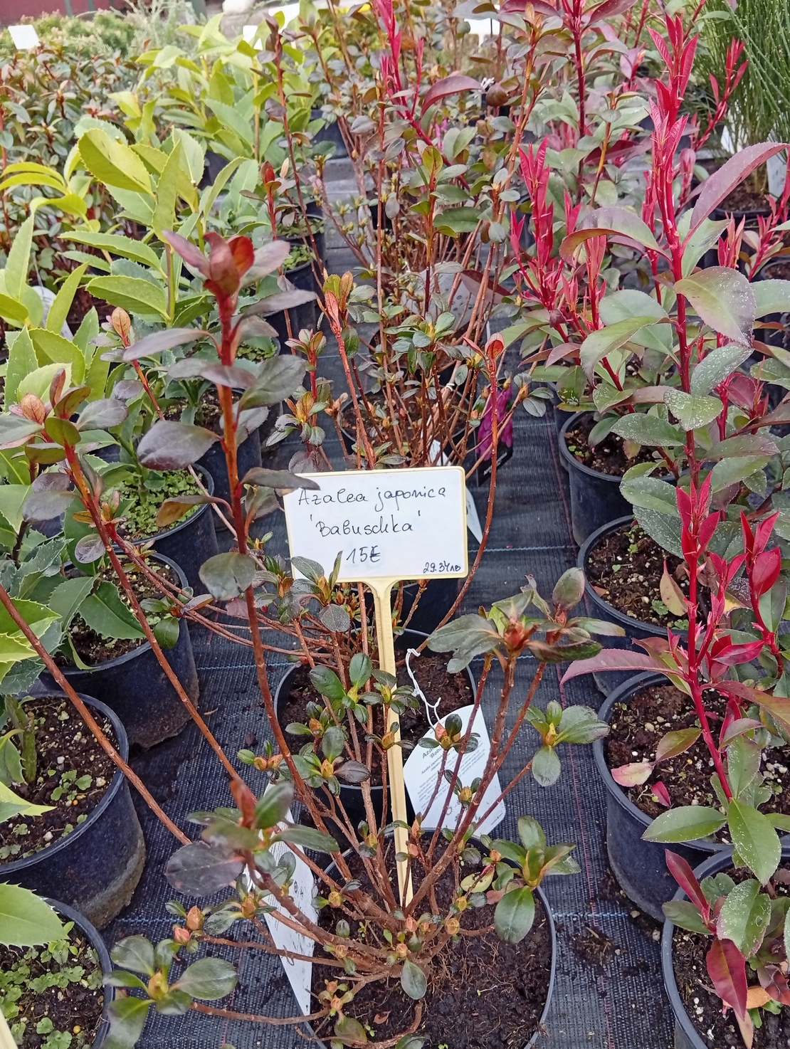 Azalea japonica Babuschka