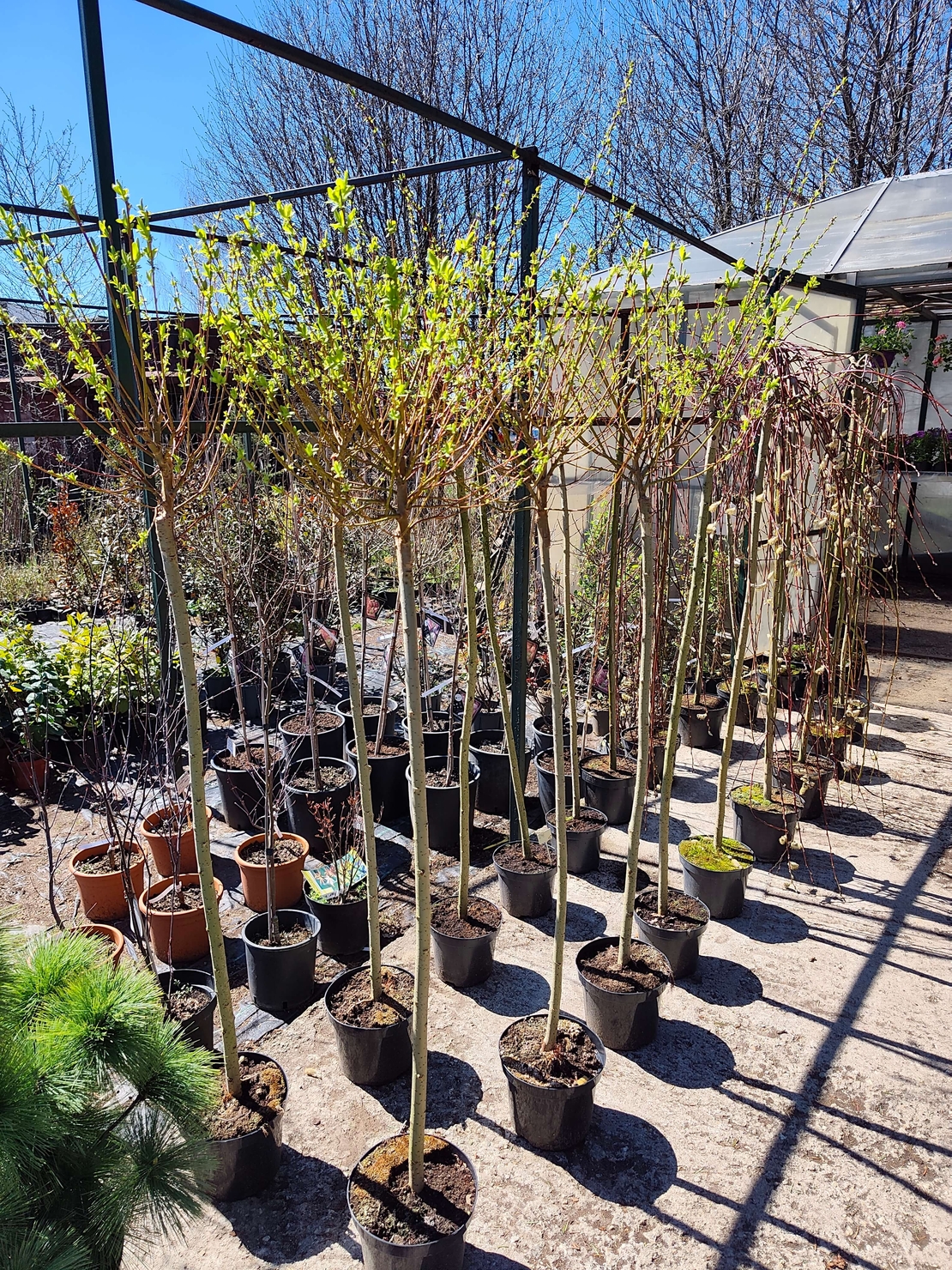 Salix integra Hakuro Nishiki