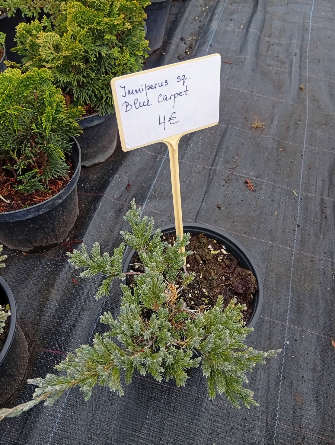 Juniperus squamata Blue Carpet