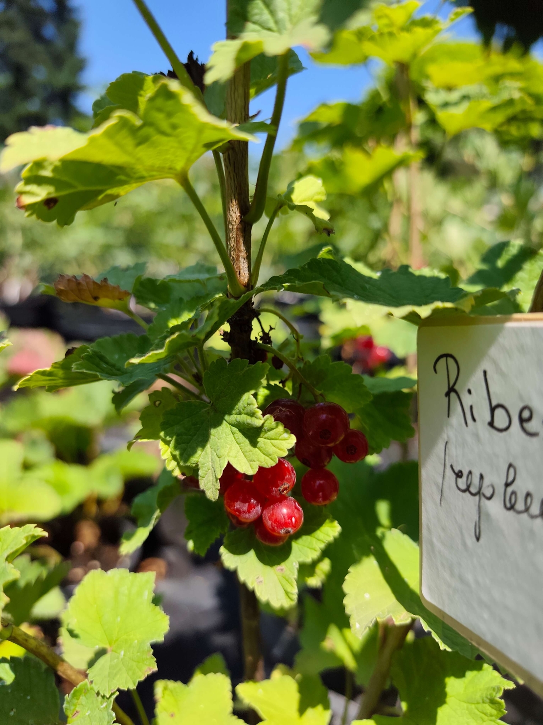 Ribes rubrum (Червен касис)