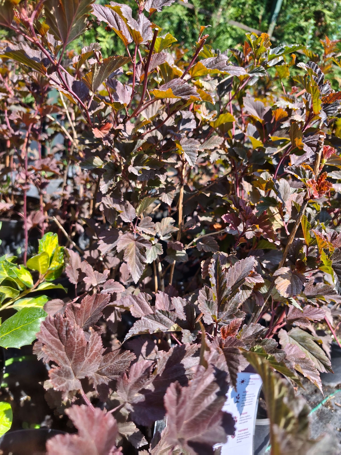 Physocarpus opulifolius 'Diabolo'