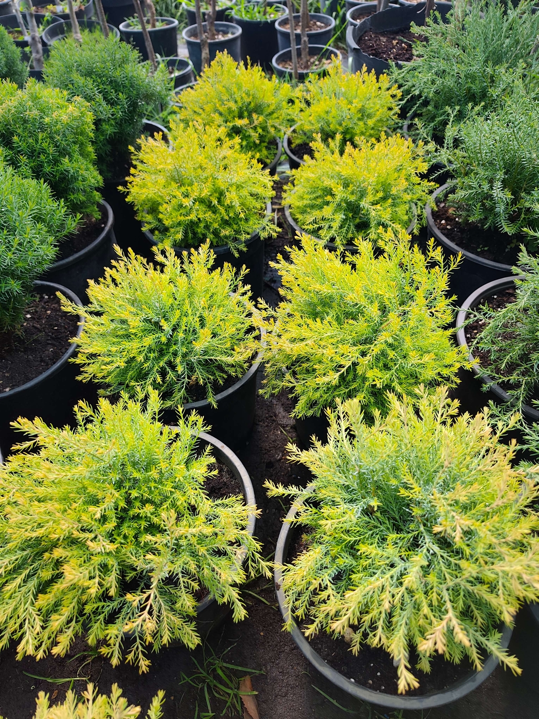 Thuja occidentalis 'Rheingold'