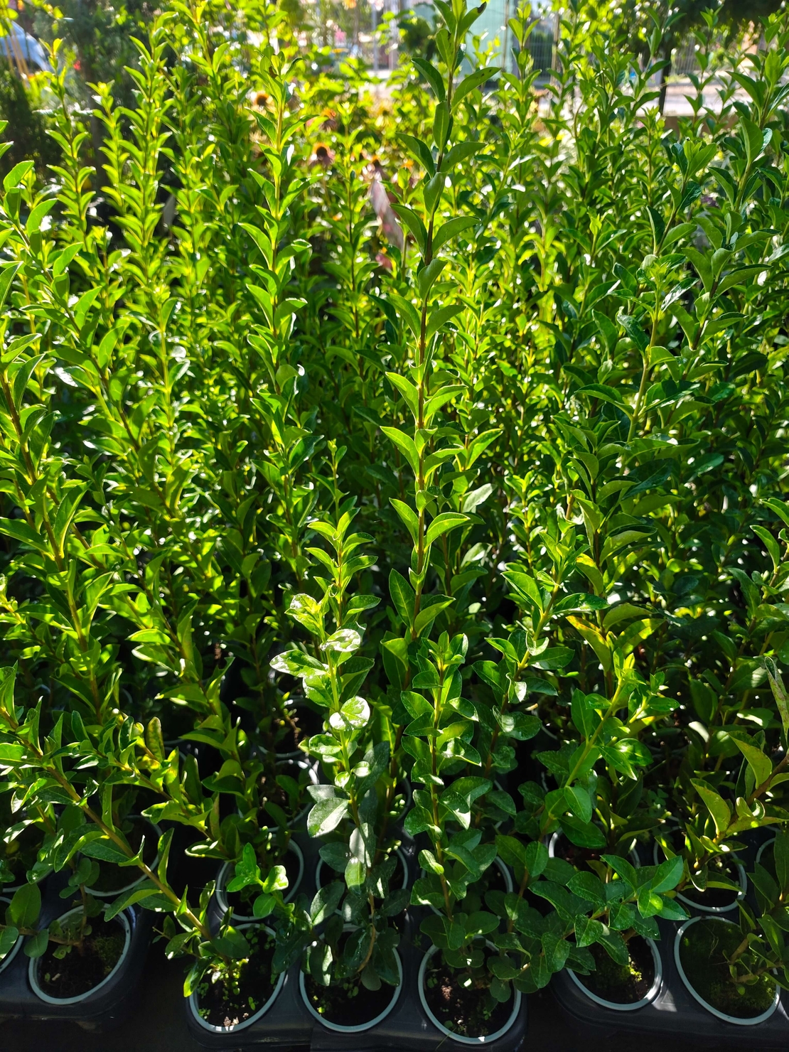 Ligustrum ovalifolium