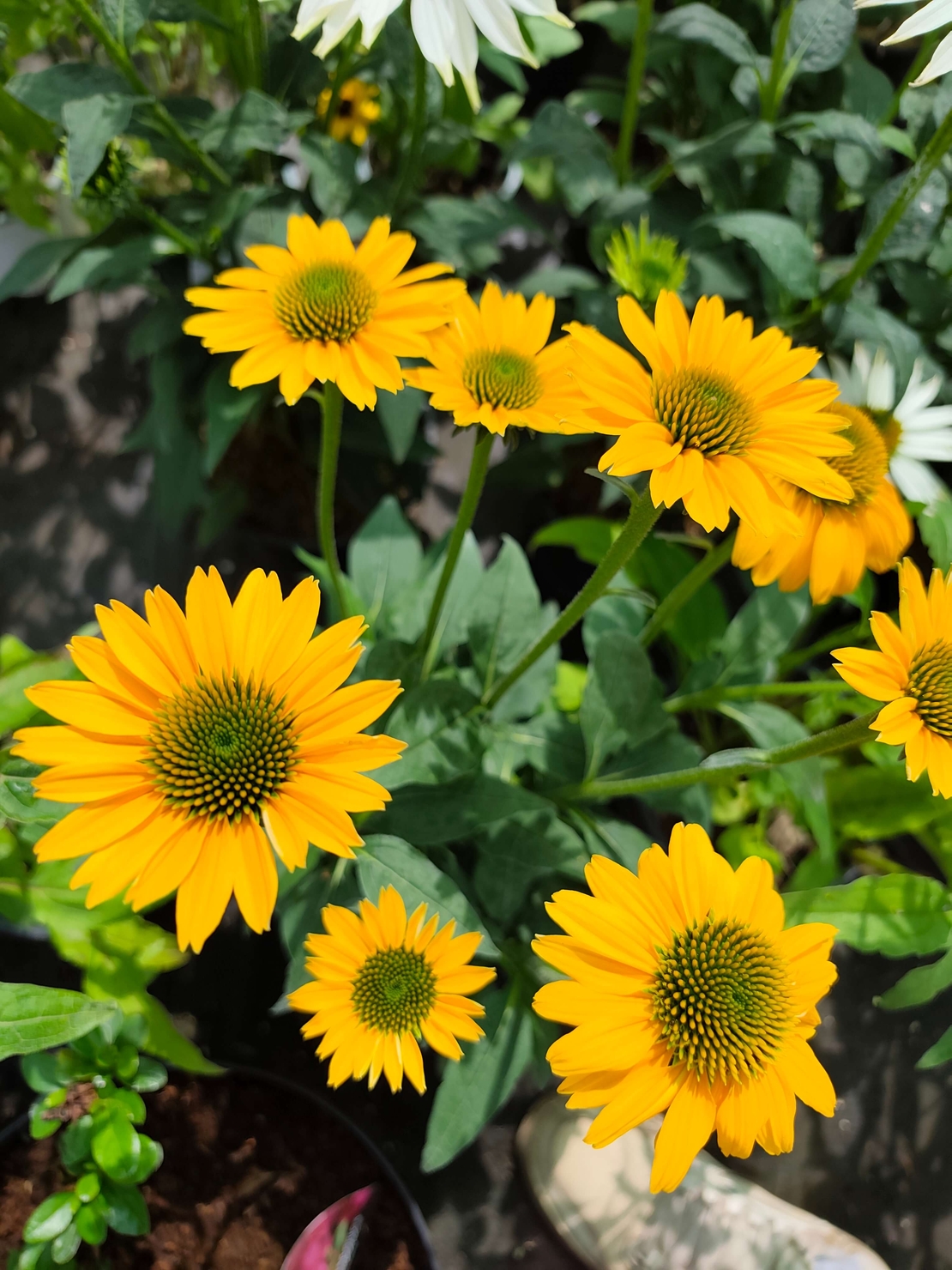 Echinacea purpurea (Ехинацея)