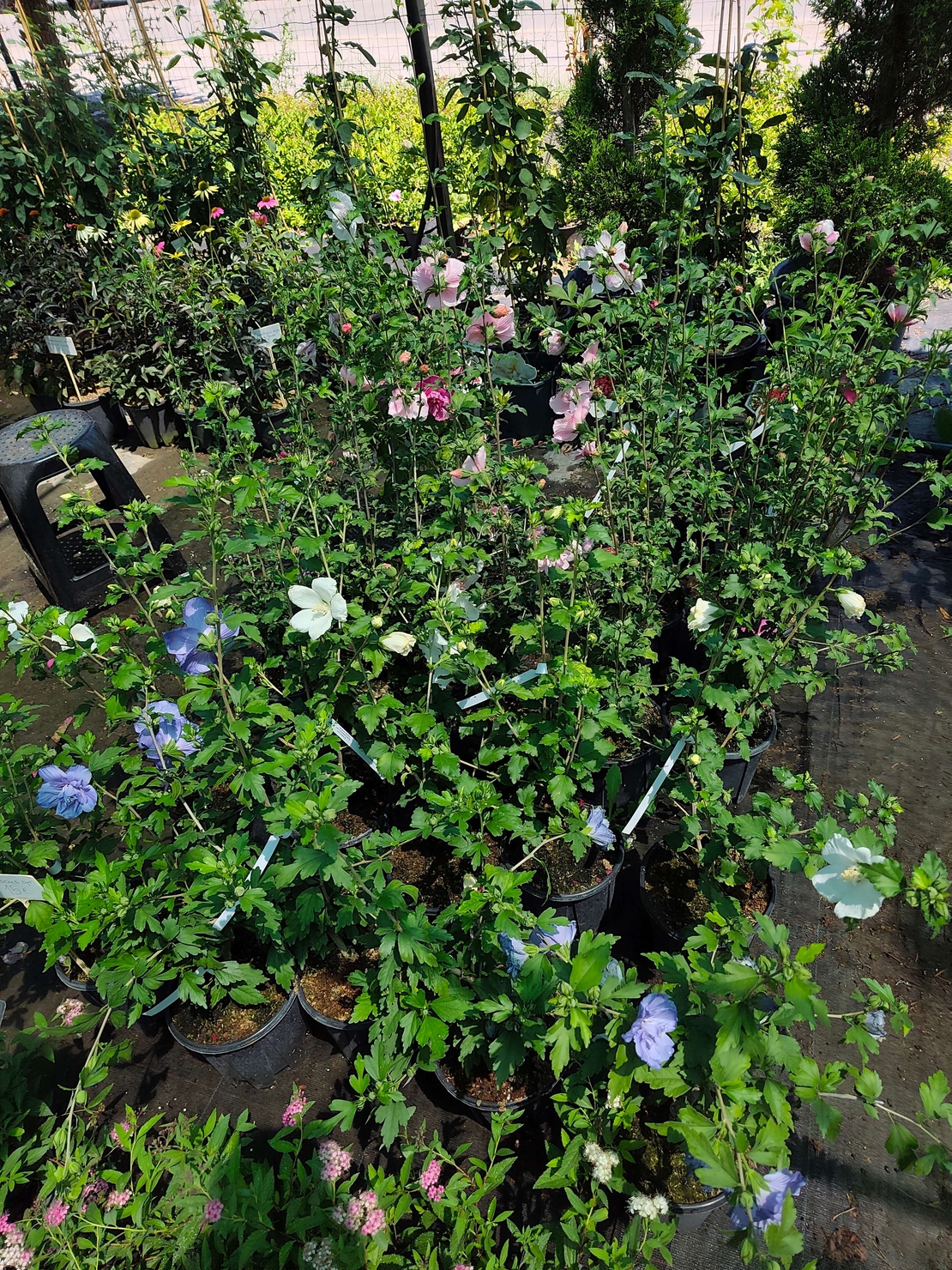 Hibiscus syriacus (Градински хибискус)