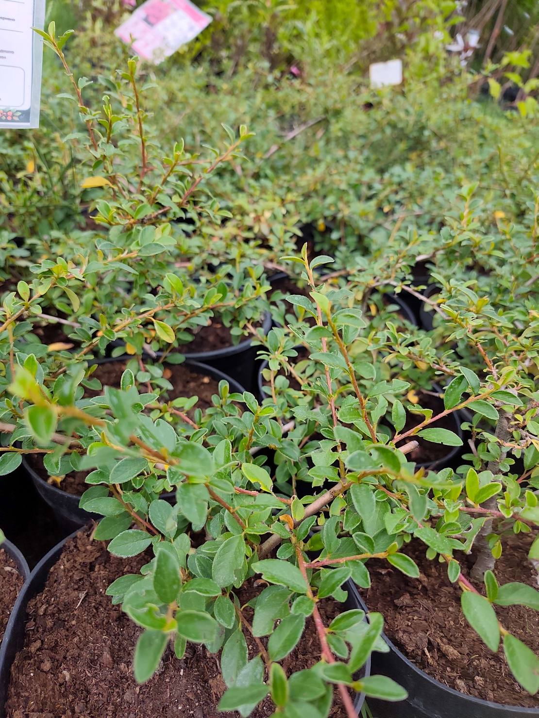 Cotoneaster dammeri