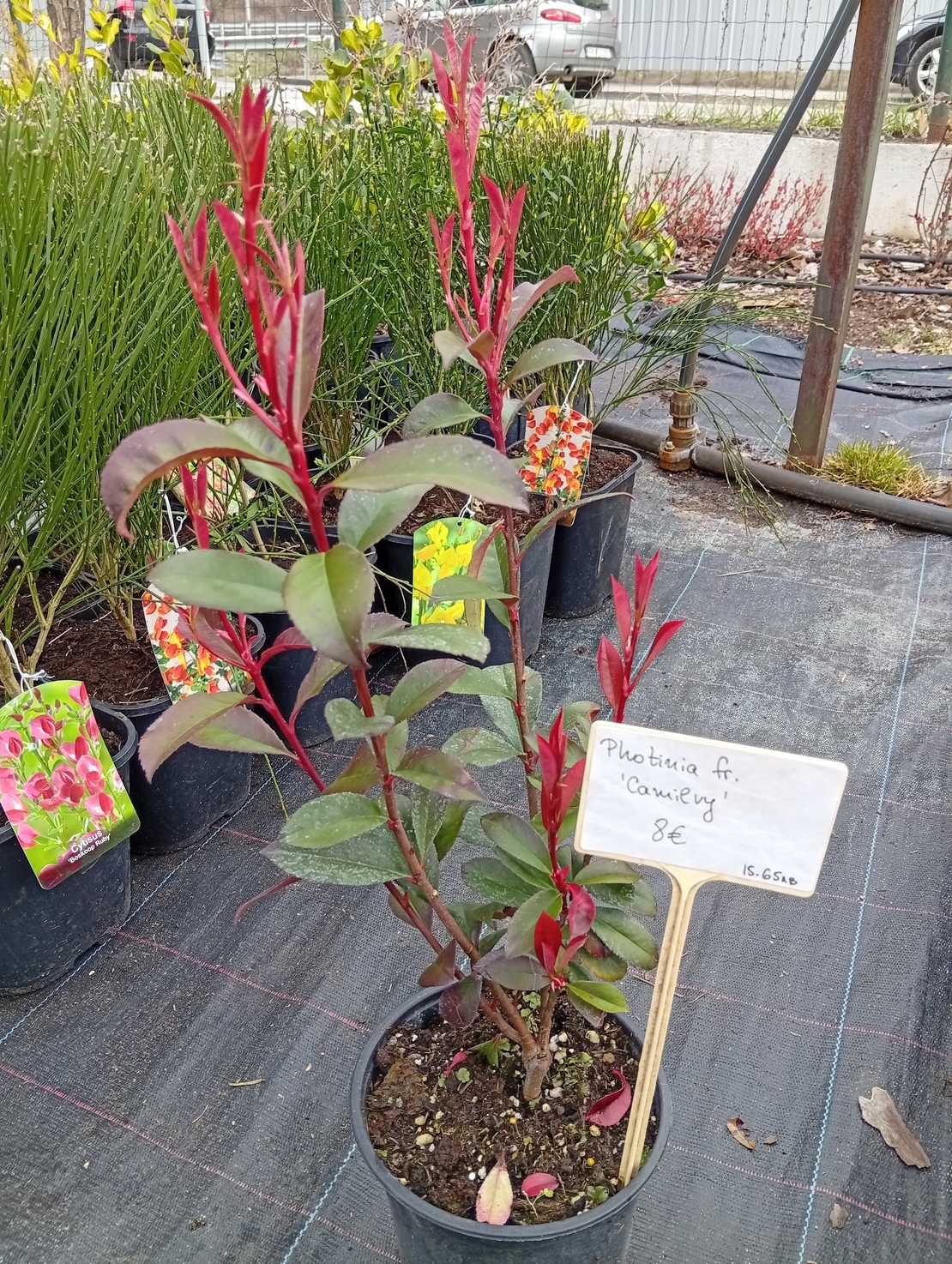 Photinia fraseri Camilvy