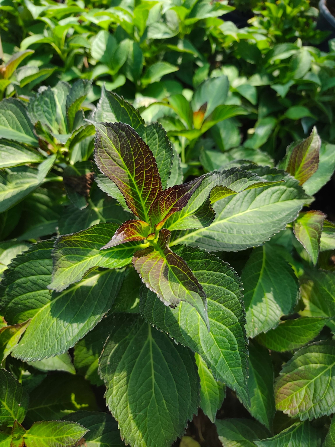 Hydrangea macrophylla 'Dark Angel'