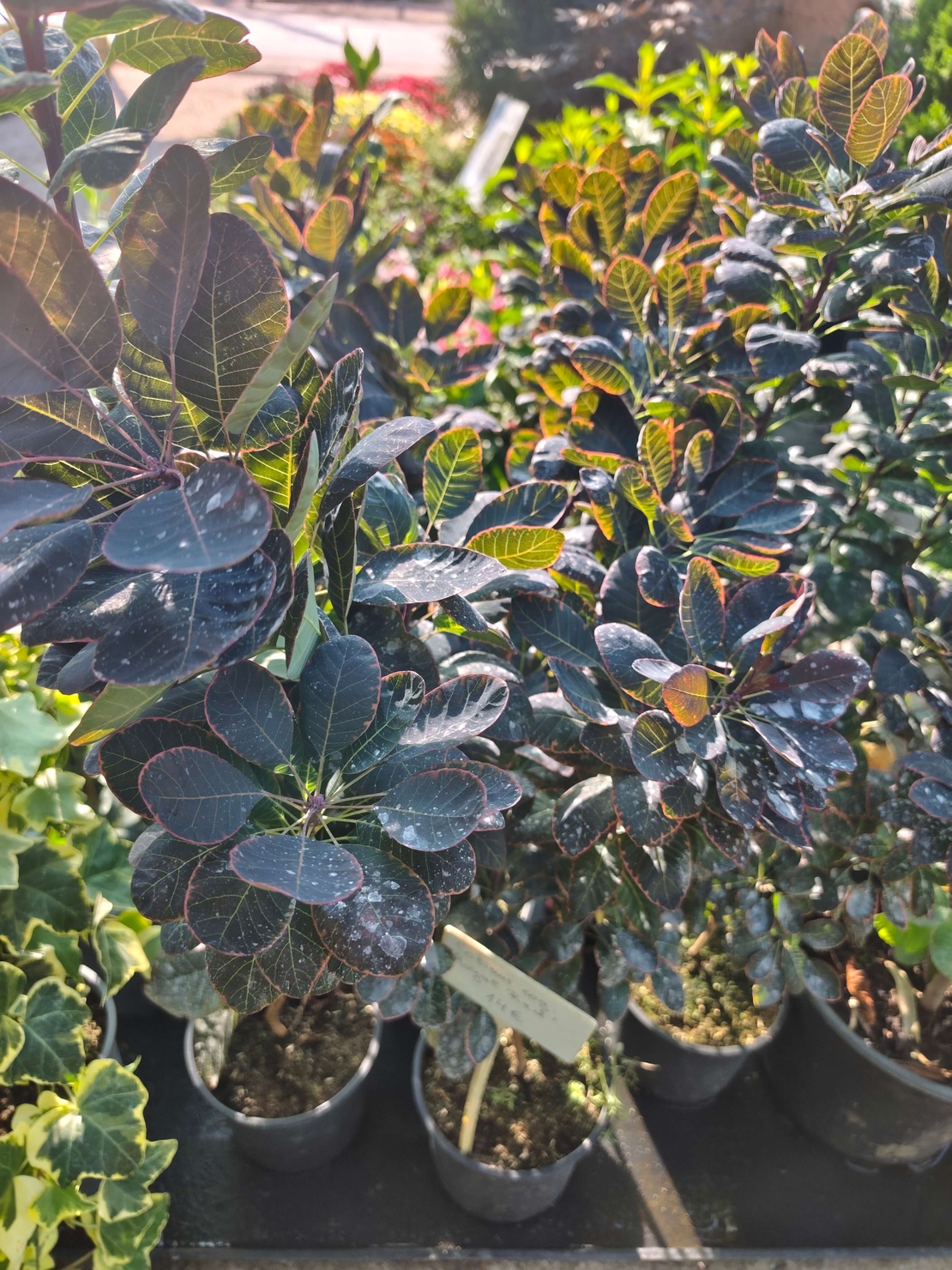 Cotinus coggygria ‘Royal Purple’
