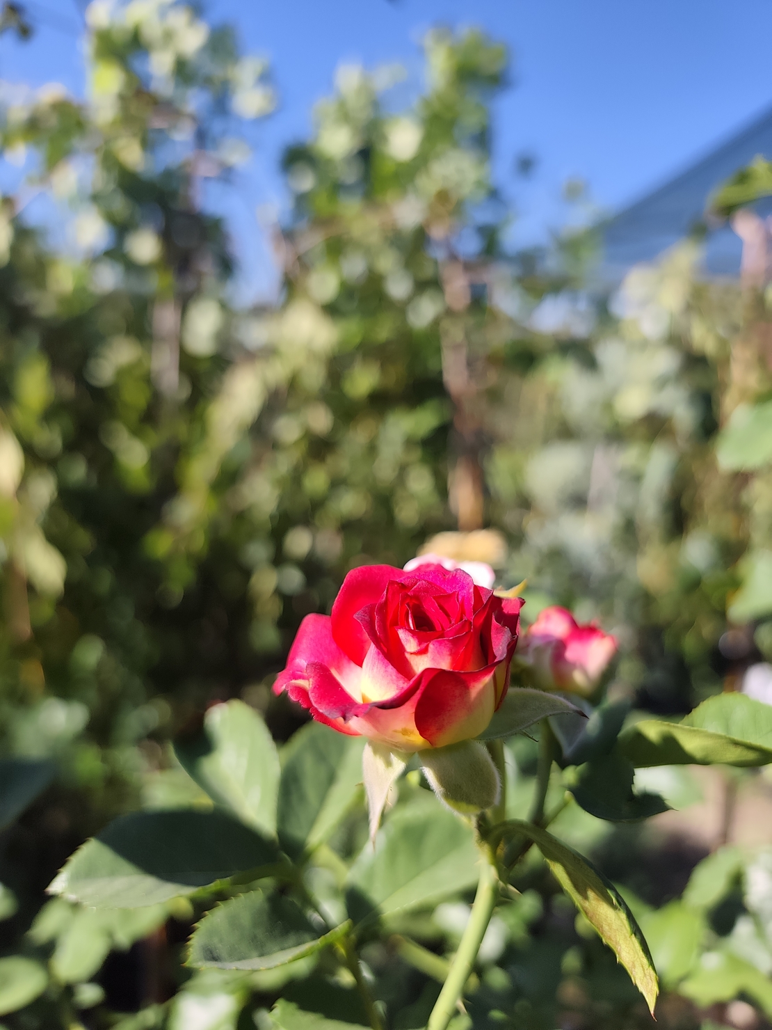 Rosa spp. – щамбова роза (Роза на присадка)