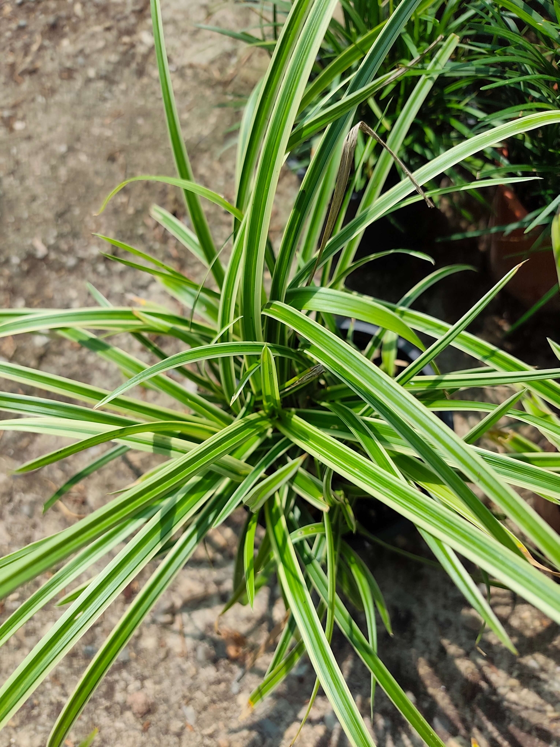 Carex morrowii (Японска острица)