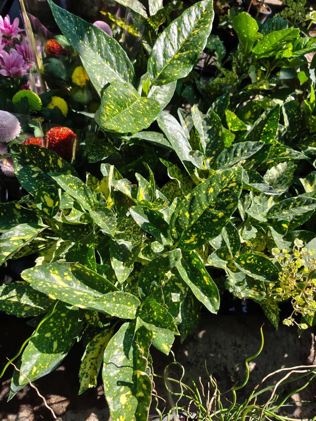 Aucuba japonica (Японска аукуба)