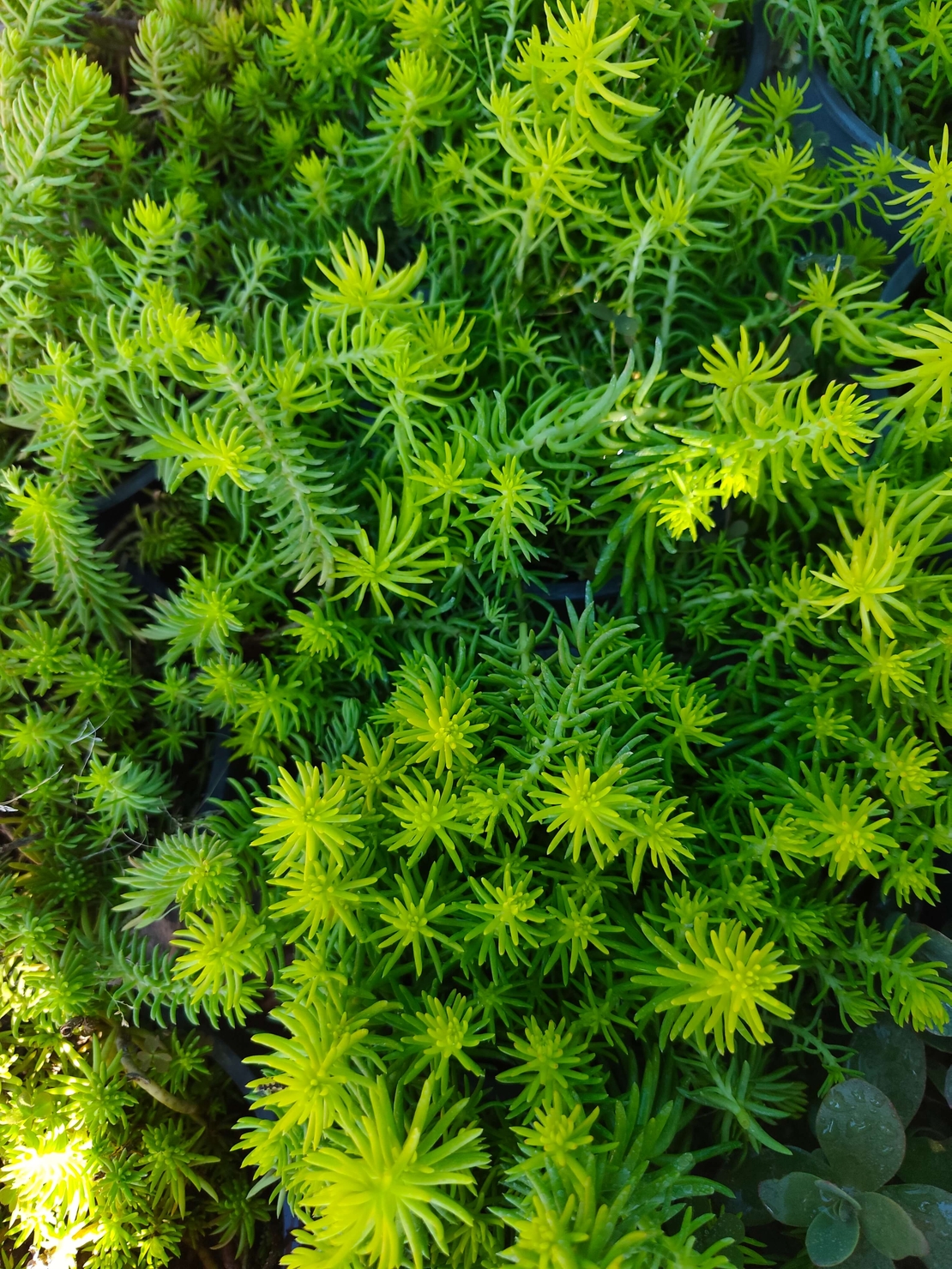 Sedum rupestre 'Angelina'