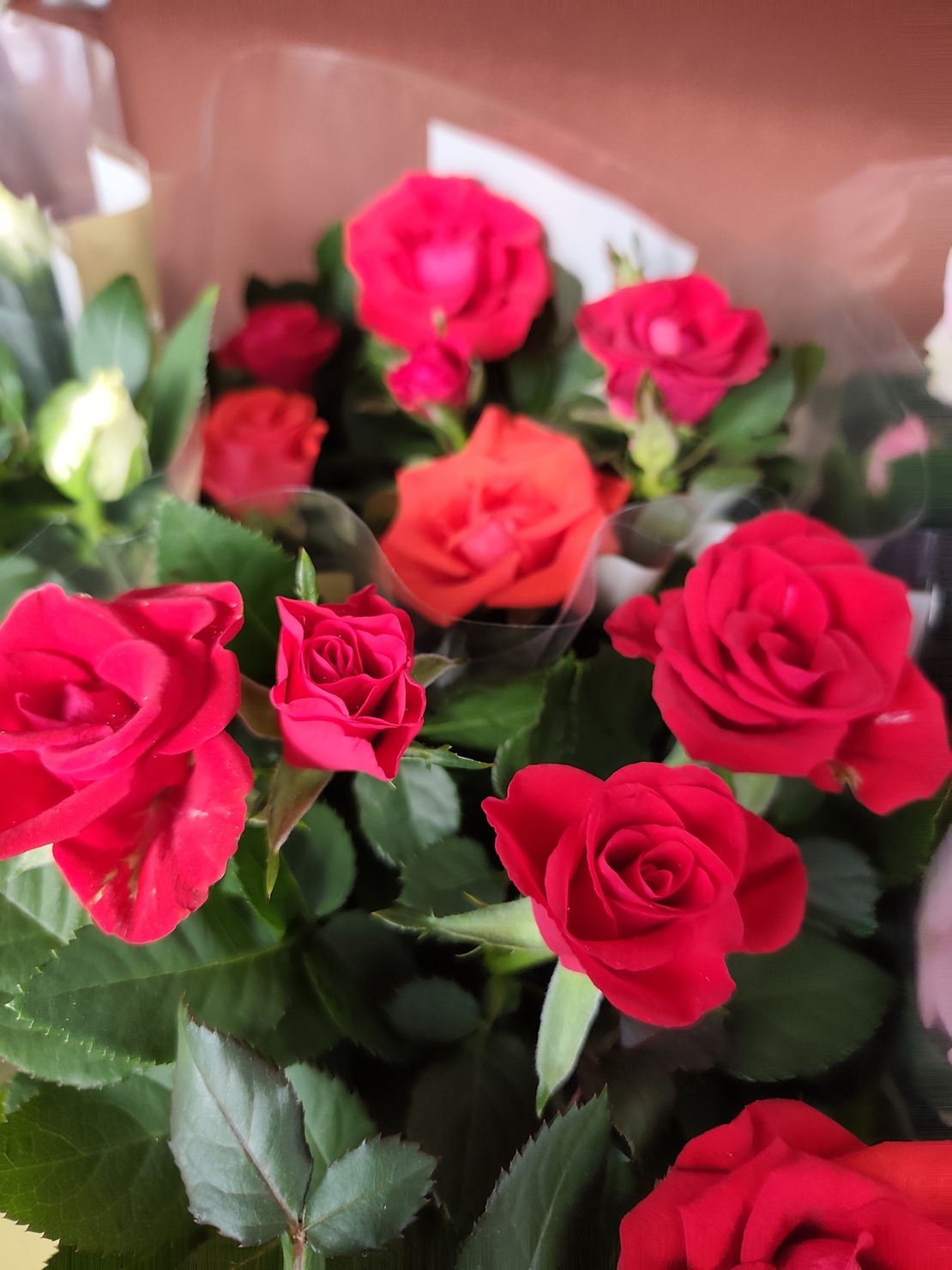 Rosa Mini (Мини стайна роза)