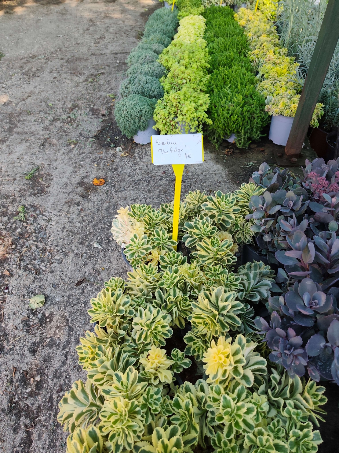 Sedum 'The Edge'