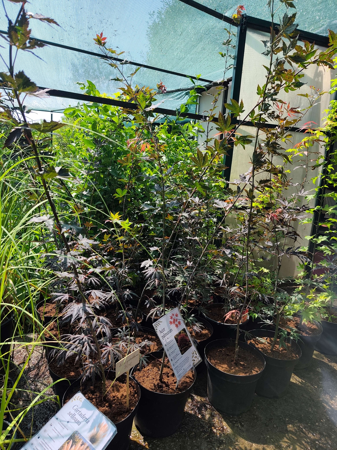 Acer palmatum (Японски клен)