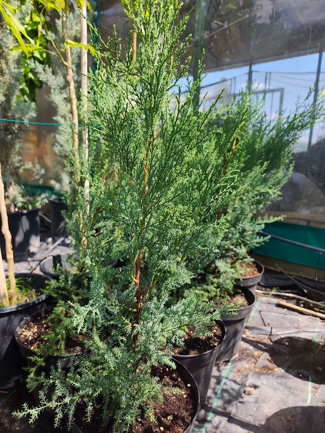 Cupressocyparis leylandii 'Blue Jeans'