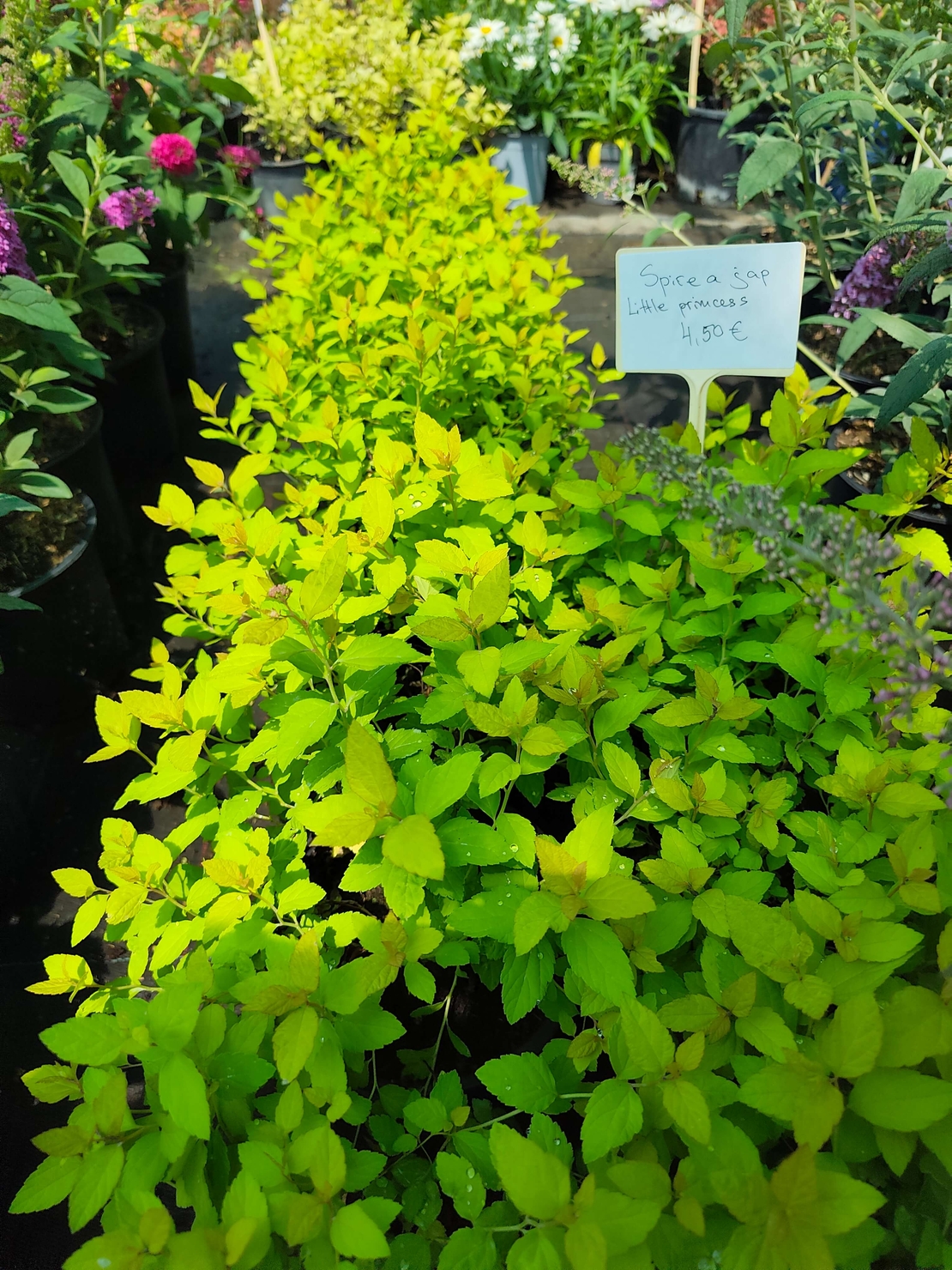 Spiraea japonica 'Golden Princess'