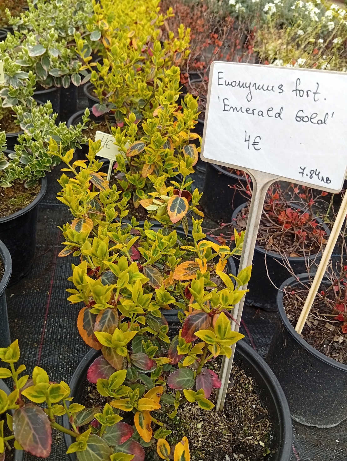 Euonymus fortunei Emerald Gold