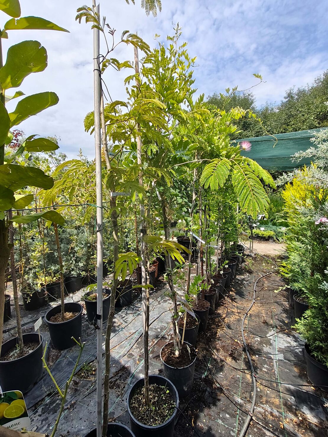 Albizia julibrissin (Албиция, Копринено дърво)
