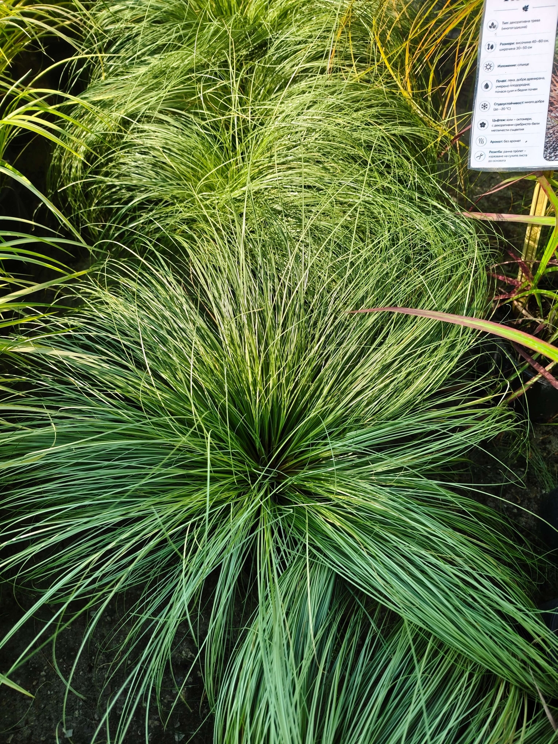 Carex comans ‘Amazon Mist’