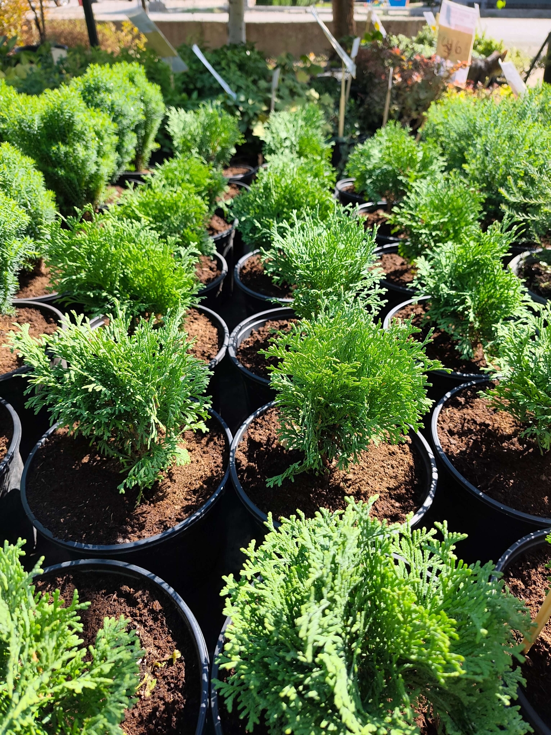 Thuja occidentalis ‘Tiny Tim’ (Туя Тайни Тим)