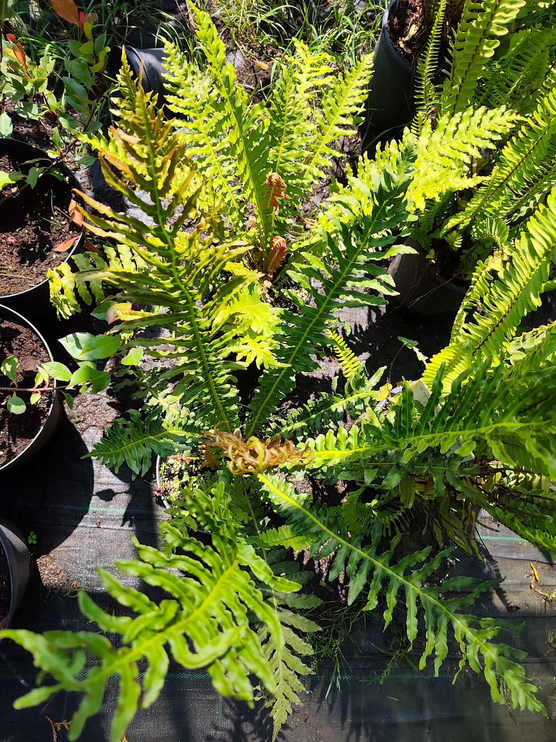 Dryopteris filix-mas (Мъжка папрат)