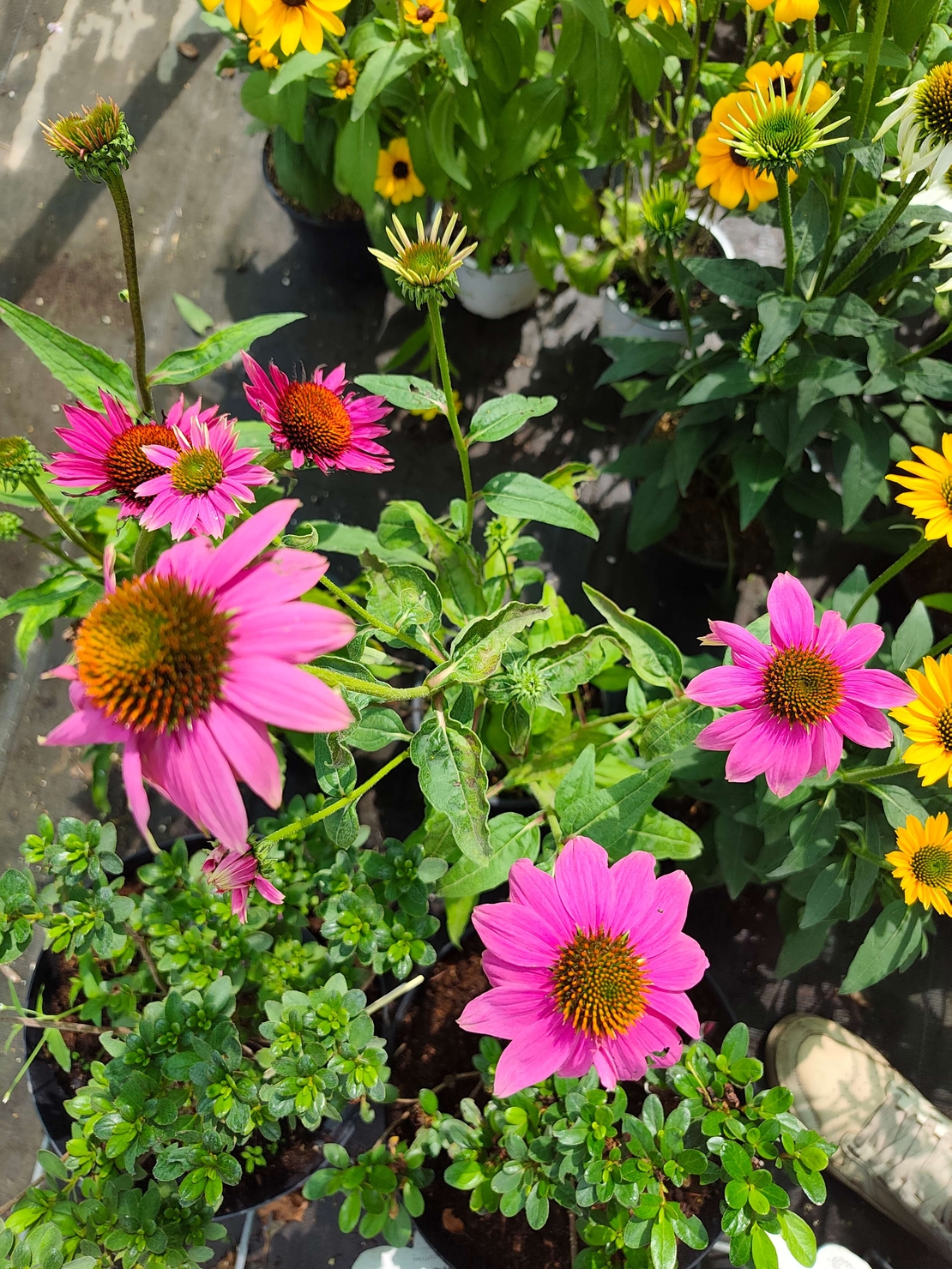 Echinacea purpurea (Ехинацея)
