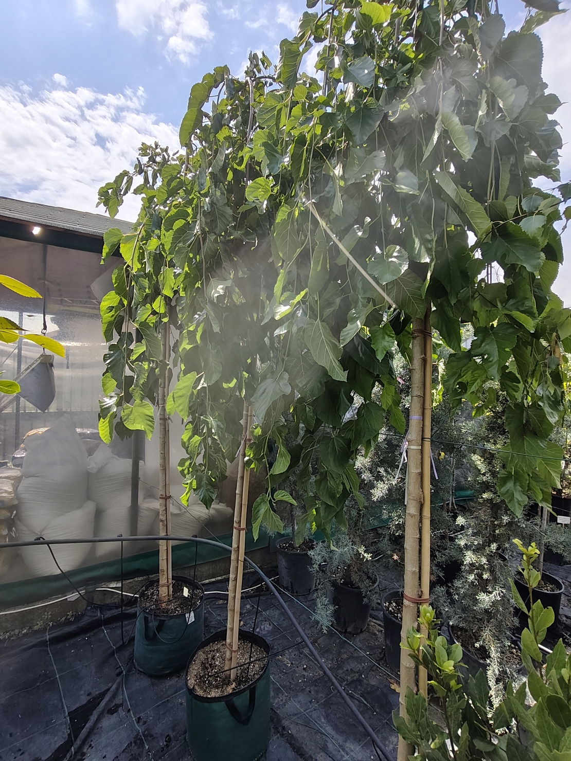 Morus alba 'Pendula' (Плачеща черница)